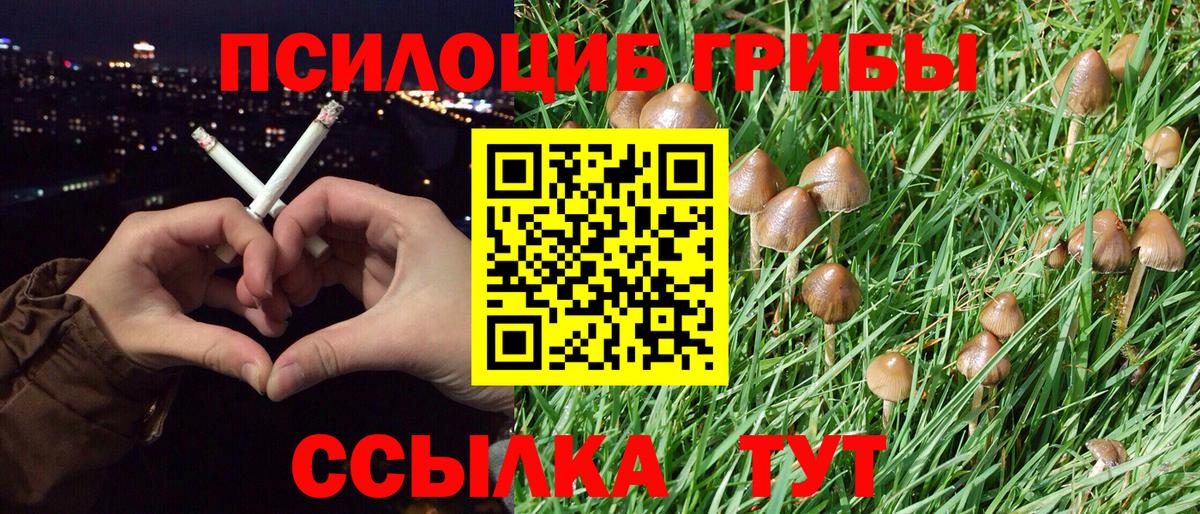 Псилоцибиновые грибы Psilocybine cubensis  Вход с VPN  Щёкино 